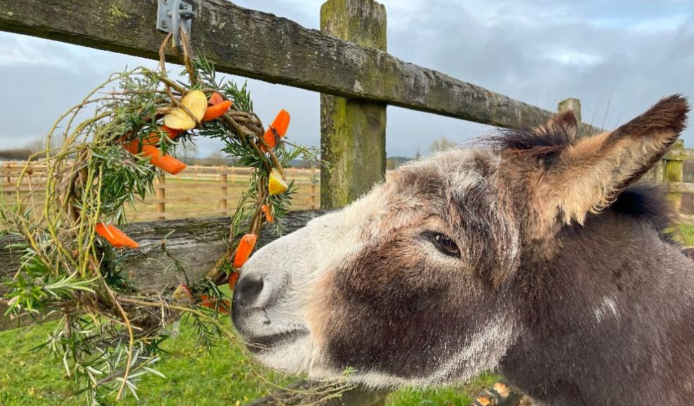 Donkeys enjoy festive enrichment The Devon Daily